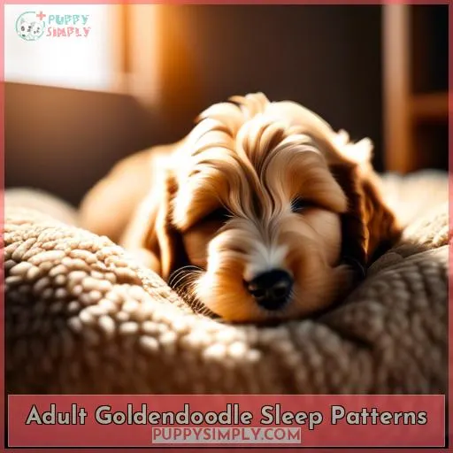 Adult Goldendoodle Sleep Patterns