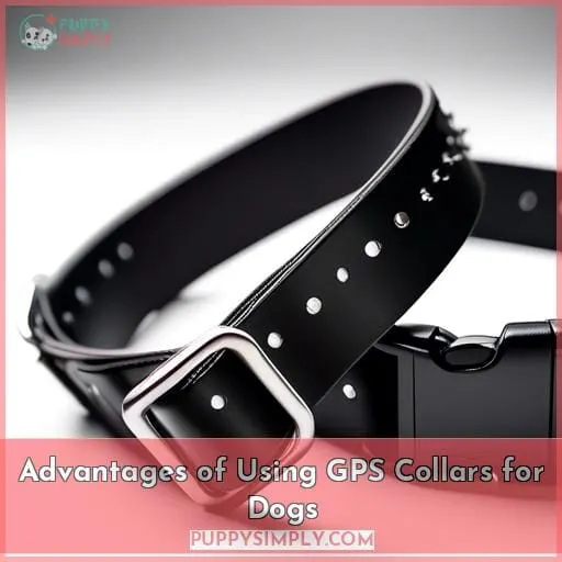 Advantages of Using GPS Collars for Dogs