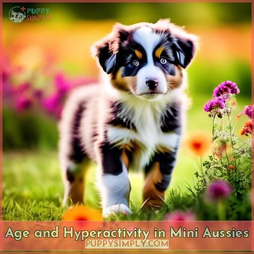 Age and Hyperactivity in Mini Aussies Age and Hyperactivity in Mini Aussies