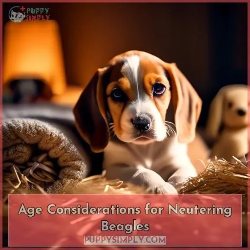 Age Considerations for Neutering Beagles