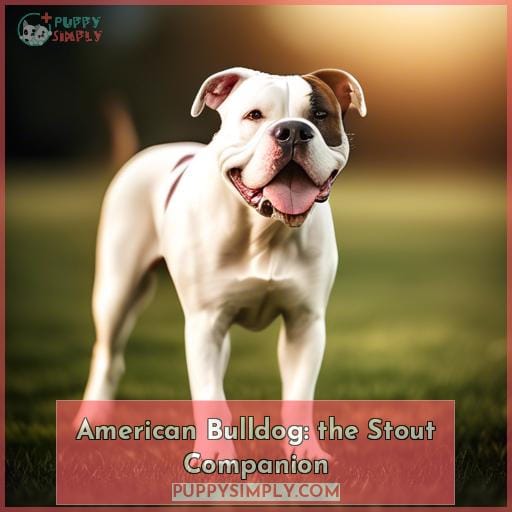 American Bulldog: the Stout Companion