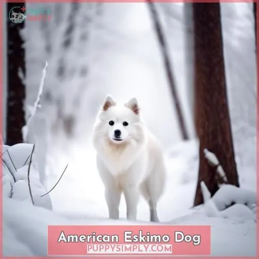 American Eskimo Dog