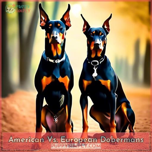 American Vs. European Dobermans