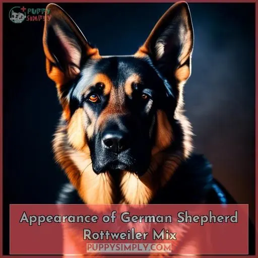 Appearance of German Shepherd Rottweiler Mix