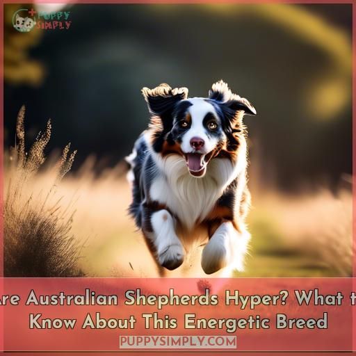 are australian shepherds hyper are australian shepherds hyper