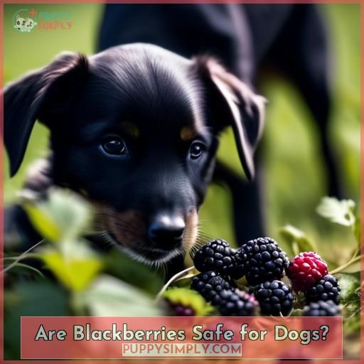 Are Blackberries Safe for Dogs