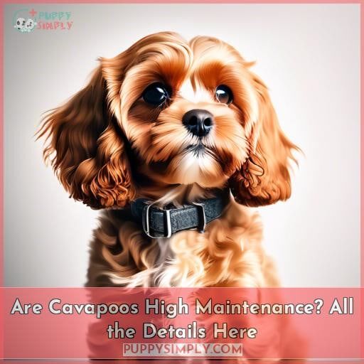 Are Cavapoos High Maintenance? All the Details Here