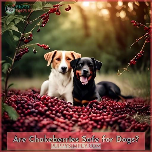 Are Chokeberries Safe for Dogs