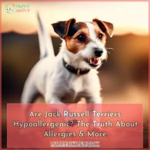 are jack russell terriers hypoallergenic