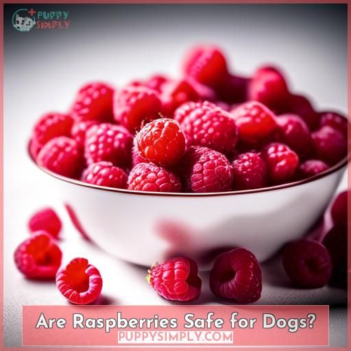 Are Raspberries Safe for Dogs
