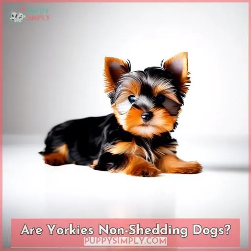 Are Yorkies Non-Shedding Dogs