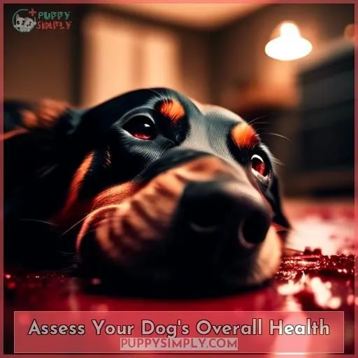 Assess Your Dog