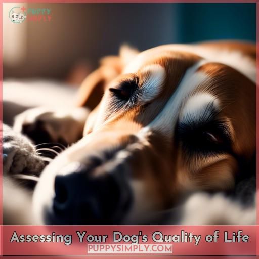 Assessing Your Dog