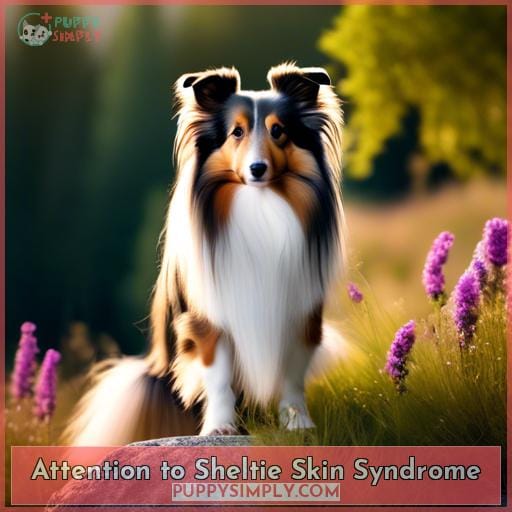 Attention to Sheltie Skin Syndrome