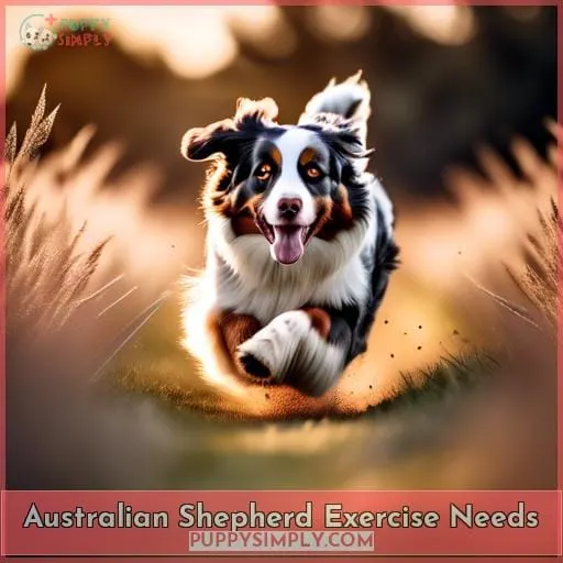 Australian Shepherd Exercise Needs