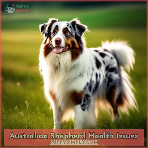 Australian Shepherd Health Issues