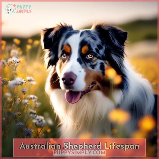 Australian Shepherd Lifespan