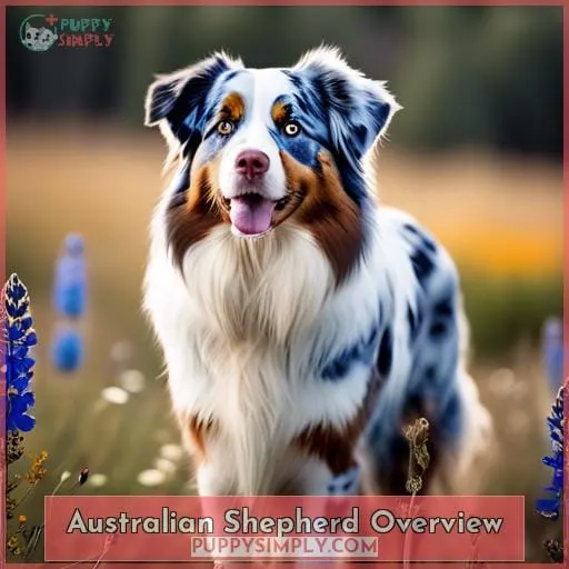 Australian Shepherd Overview