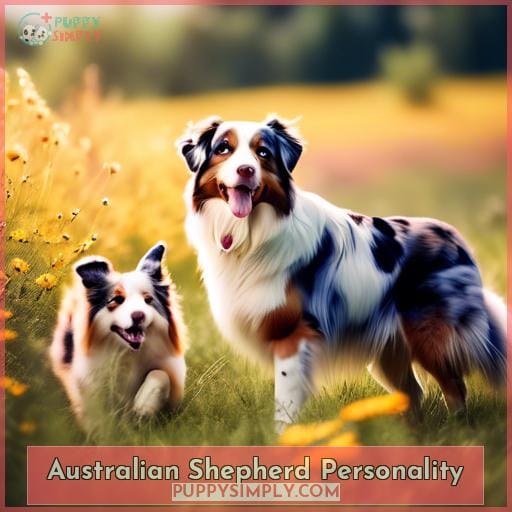 Australian Shepherd Personality