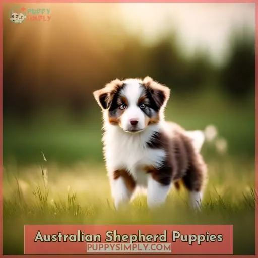 Australian Shepherd Puppies