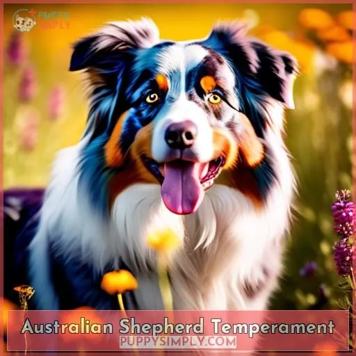 Australian Shepherd Temperament