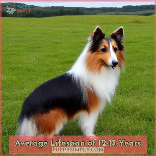Average Lifespan of 12-13 Years