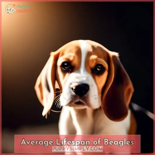 Average Lifespan of Beagles
