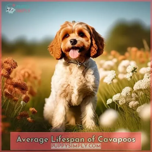 Average Lifespan of Cavapoos
