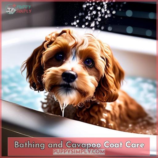 Bathing and Cavapoo Coat Care