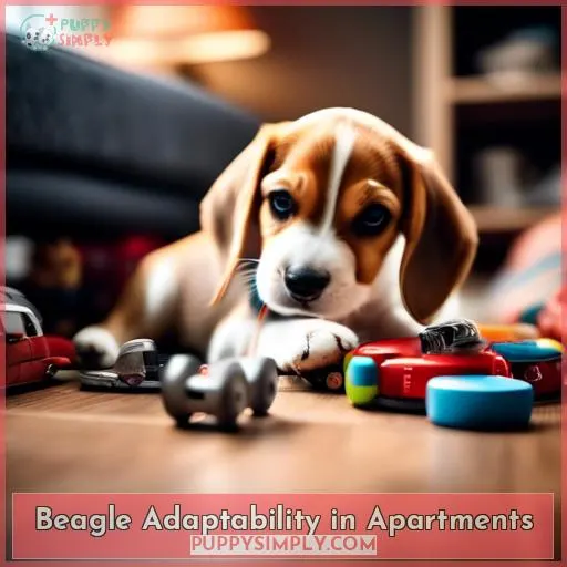 Beagle Adaptability in Apartments
