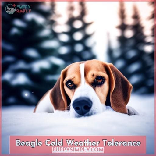 Beagle Cold Weather Tolerance