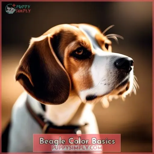 Beagle Color Basics