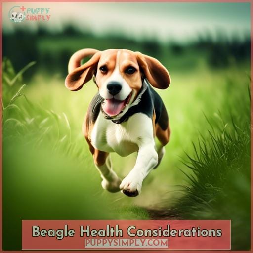 Beagle Health Considerations