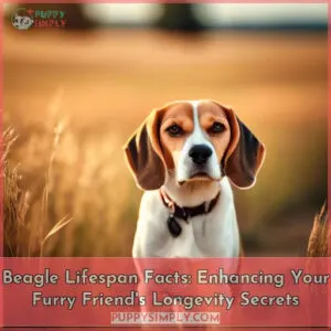 beagle lifespan facts