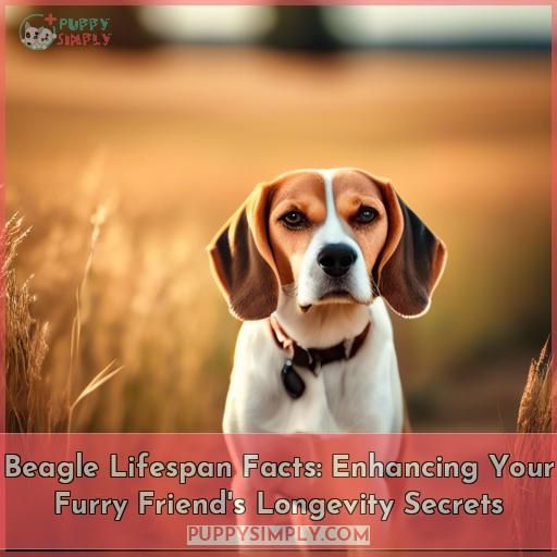 Beagle Lifespan Facts: Enhancing Your Furry Friend's Longevity Secrets