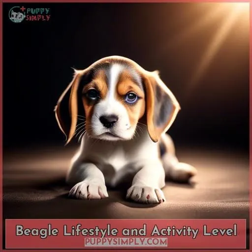 Beagle Lifestyle and Activity Level