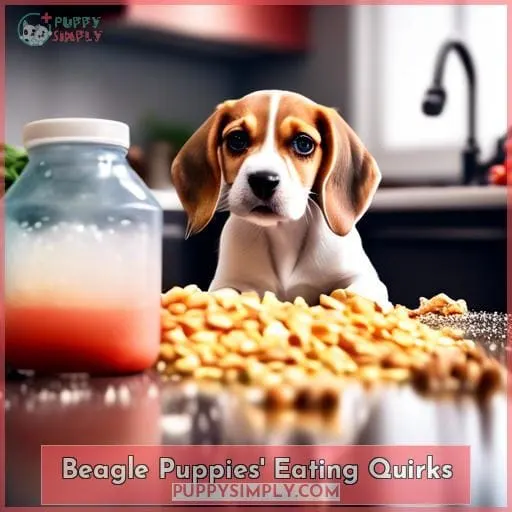 Beagle Puppies