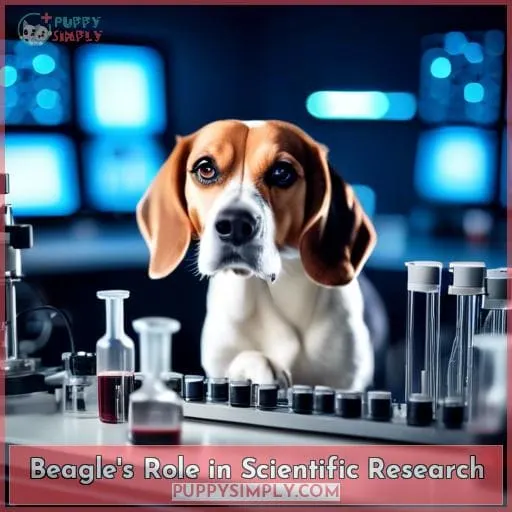 Beagle