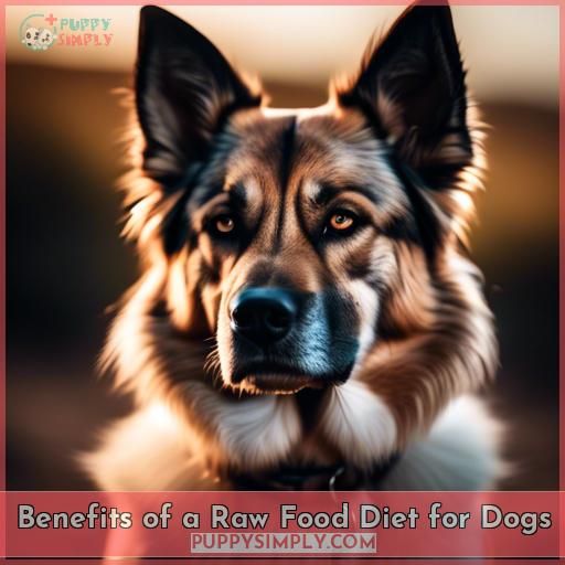 Benefits of a Raw Food Diet for Dogs