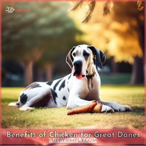 Benefits of Chicken for Great Danes