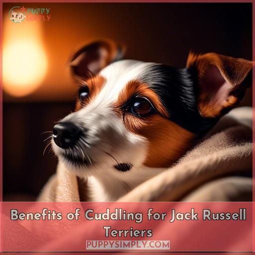 Benefits of Cuddling for Jack Russell Terriers