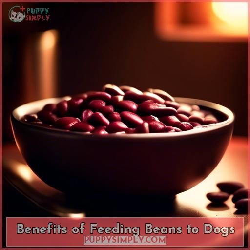 Benefits of Feeding Beans to Dogs