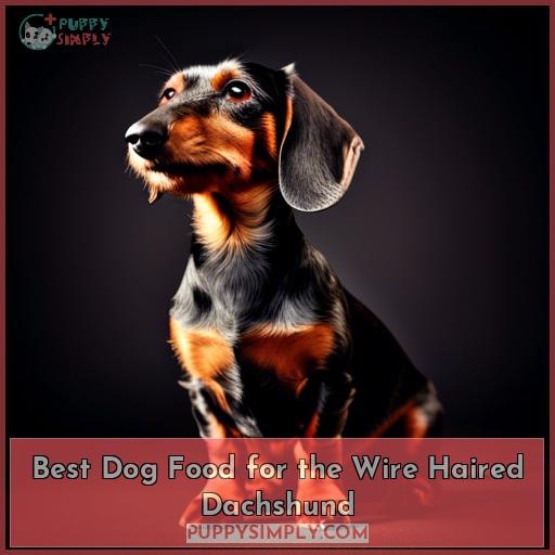 Best Dog Food for the Wire Haired Dachshund
