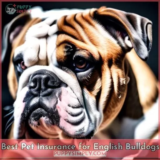 Best Pet Insurance for English Bulldogs