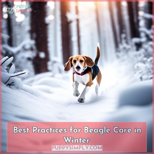 Best Practices for Beagle Care in Winter