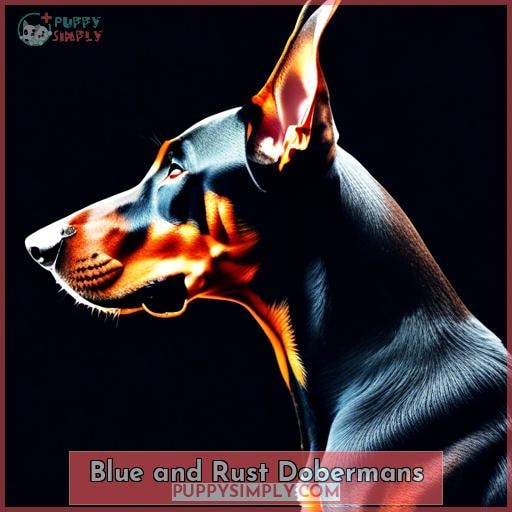 Blue and Rust Dobermans