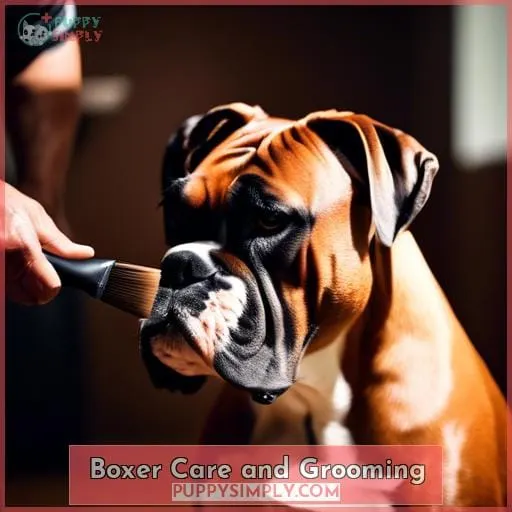 Boxer Care and Grooming