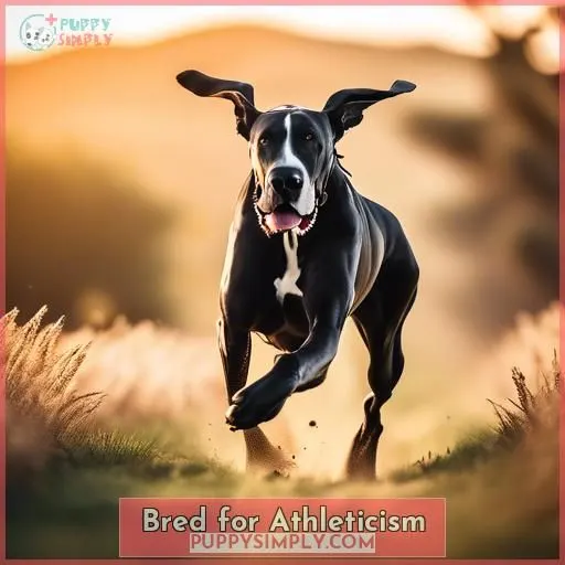 Bred for Athleticism