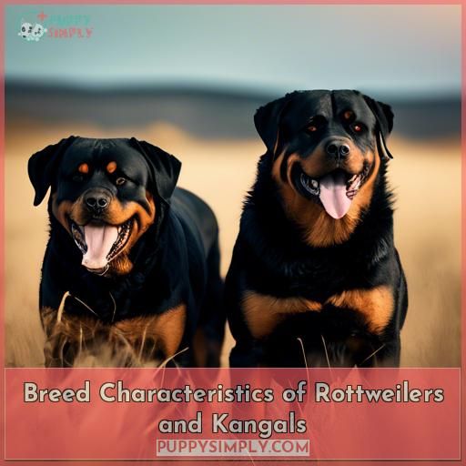 Breed Characteristics of Rottweilers and Kangals