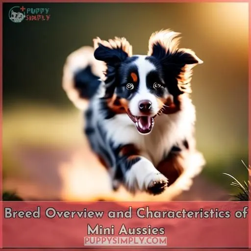 Breed Overview and Characteristics of Mini Aussies